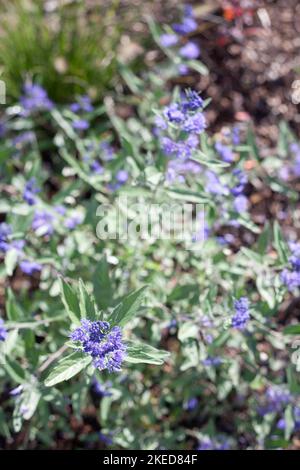 Krautige Pflanzen Caryopteris Dark Knight genannt Blaubärden Strauch mit blauen Blumen im Garten Stockfoto