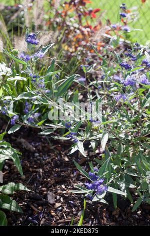 Krautige Pflanzen Caryopteris Dark Knight genannt Blaubärden Strauch mit blauen Blumen im Garten Stockfoto