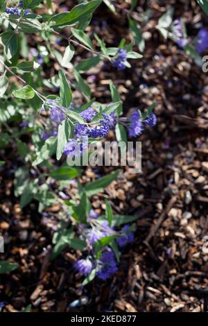 Krautige Pflanzen Caryopteris Dark Knight genannt Blaubärden Strauch mit blauen Blumen im Garten Stockfoto