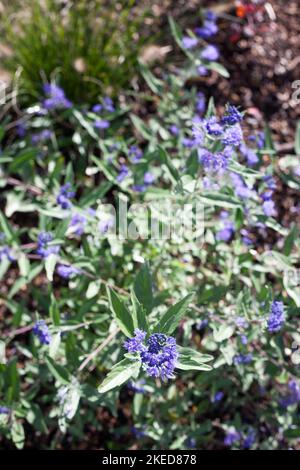 Krautige Pflanzen Caryopteris Dark Knight genannt Blaubärden Strauch mit blauen Blumen im Garten Stockfoto