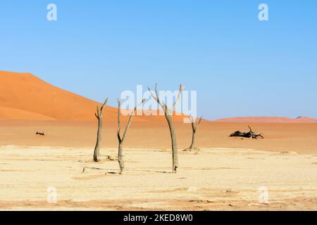 Tote Akazienbäume und riesige Sanddünen bei Dead Vlei, in der Nähe von Sossusvlei, im Namib-Nuakluft Park, Namib Desert, Namibia Stockfoto