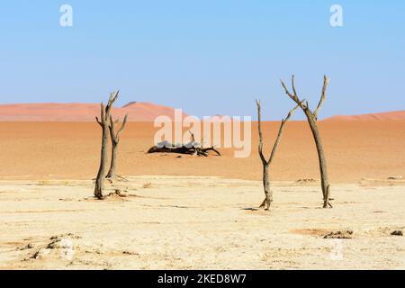 Tote Akazienbäume und riesige Sanddünen bei Dead Vlei, in der Nähe von Sossusvlei, im Namib-Nuakluft Park, Namib Desert, Namibia Stockfoto