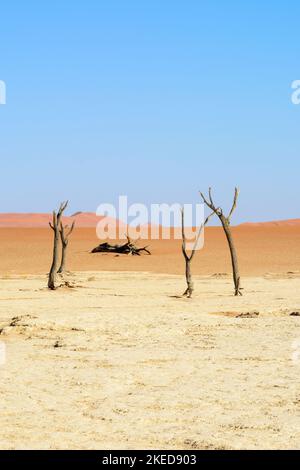 Tote Akazienbäume und riesige Sanddünen bei Dead Vlei, in der Nähe von Sossusvlei, im Namib-Nuakluft Park, Namib Desert, Namibia Stockfoto