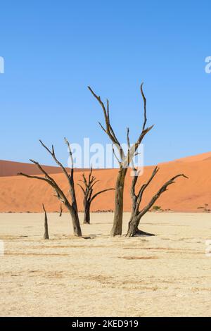 Tote Akazienbäume und riesige Sanddünen bei Dead Vlei, in der Nähe von Sossusvlei, im Namib-Nuakluft Park, Namib Desert, Namibia Stockfoto