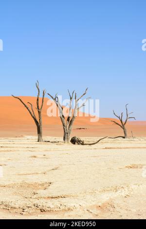 Tote Akazienbäume und riesige Sanddünen bei Dead Vlei, in der Nähe von Sossusvlei, im Namib-Nuakluft Park, Namib Desert, Namibia Stockfoto