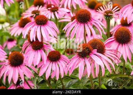 Purple Coneflower (Echinacea purpurea), Greater Sudbury, Ontario, Kanada Stockfoto