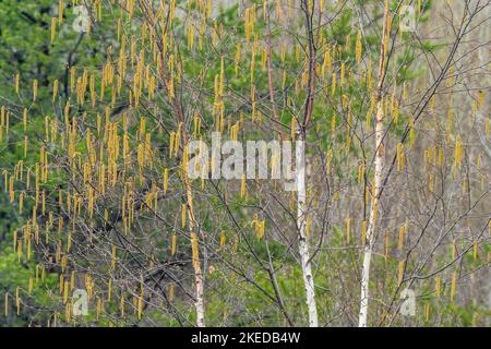 Weiße Birke (Betula papyrifera) Katkins, Großraum Sudbury, Ontario, Kanada Stockfoto