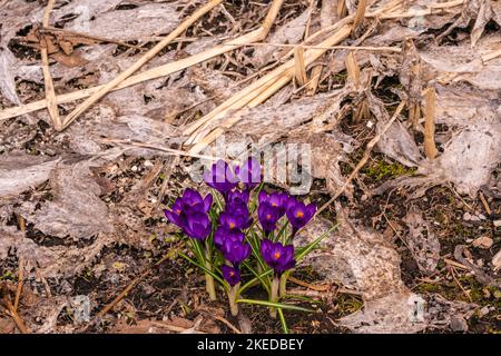 Krokusse, die in einem Frühlingsgarten im Großraum Sudbury, Ontario, Kanada, auftauchen und blühen Stockfoto