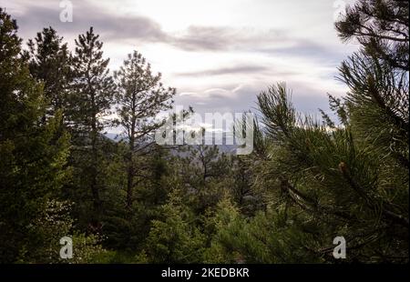 Draußen zu gehen ist großartig für die Seele und diese Sicht erinnert uns daran, warum. Hinter einigen Pinien aufgenommen, umrahmt das Foto einen der majestätischen Colorado mt. Stockfoto