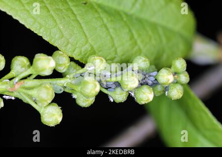 Junge Blattläuse der Vogelkirsche-Hafer-Blattlaus (Rhopalosiphum padi) nach dem Winterschlaf auf Knospen Vogelkirsche. Stockfoto