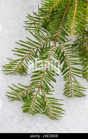 Balsamtanne (Abies balsamea) Bough and Needles and Spring Snow, Greater Sudbury, Ontario, Kanada Stockfoto