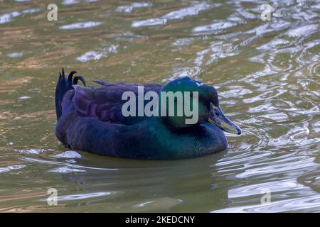 Die Cayuga-Ente. Die Cayuga ist eine amerikanische Entenrasse. Es war die Hauptente, die in den Vereinigten Staaten für Fleisch aufgezogen wurde Stockfoto