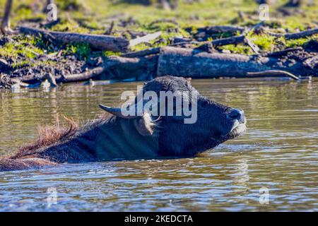 Der Wasserbüffel (Bubalus bubalis), auch Hauswasserbüffel oder asiatischer Wasserbüffel genannt. Stockfoto