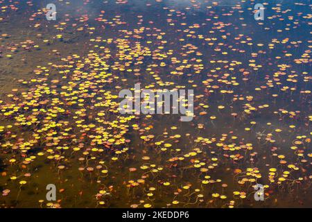 Lily Pads in Cranberry Bog Beaver Pond, Killarney Provincial Park, Killarney, Ontario, Kanada Stockfoto