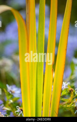 Gelbfärbung, Spätsommer, Kattelblätter (Typha) und lila Osterblumen, Algonquin Provincial Park, Ontario, Kanada Stockfoto