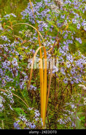 Violette Asterblüten und vergilbende Rotkachelblätter, Algonquin Provincial Park, Ontario, Kanada Stockfoto