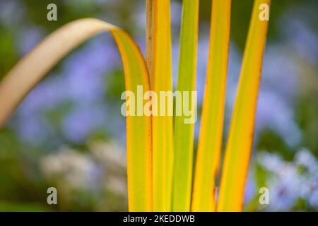 Gelbliche Kattail-Blätter und lila Osterblumen, Algonquin Provincial Park, Ontario, Kanada Stockfoto