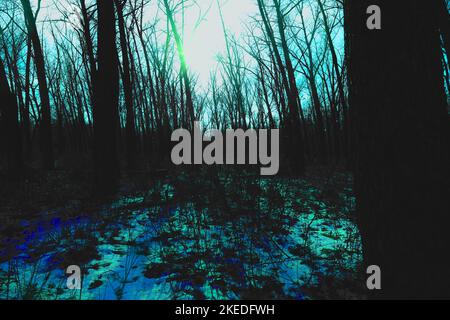 Schwarzer Metallwald, erster Schnee in einem dunklen, gruseligen Wald, dunkle Horroratmosphäre Stockfoto