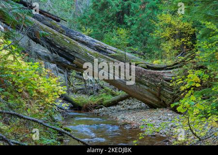 Siedler Hain aus uralten Zedern Stockfoto