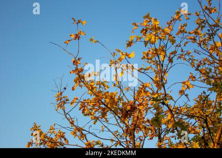 Gelbe Herbstblätter auf Ästen gegen einen blauen Himmel Stockfoto