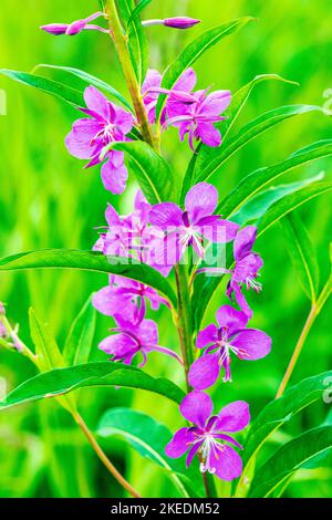 Fireweed; Chamaenerion angustifolium; Eveline State Recreation Park; Homer; Alaska; USA Stockfoto