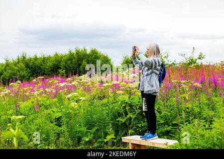 Ältere Frau, die auf bech steht und iPhone fotografiert; Feuerkraut; Chamaenerion angustifolium; und Kuh-Pastinak; Heracleum lanatum; Petersilie; Apiaceae; E Stockfoto