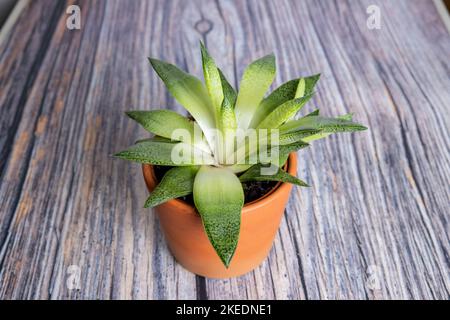 Kaktus in einer Vase isoliert auf Holz Stockfoto