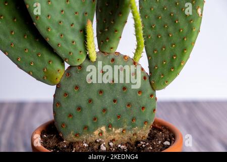 Detail der opuntia Kaktus Topfpflanze. Sukulente Pflanze im Topf auf dem Tisch. Kaktusliebhaber Stockfoto