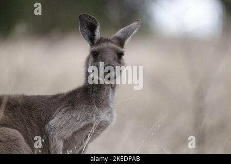 Ein westgraues Känguru im Outback von South Australia Stockfoto