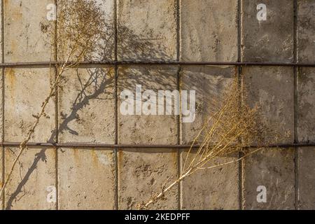 Ein Detail eines altmodischen Silos aus Betonblöcken mit getrocknetem Unkraut und Schatten auf seiner Oberfläche. Stockfoto