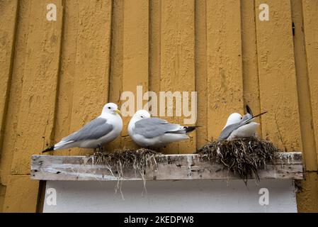 Möwenzucht auf einer Fensterbank in Nusfjord auf den Lofoten-Inseln in Nordland in Norwegen. Stockfoto