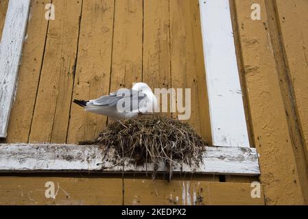 Möwenzucht auf einer Fensterbank in Nusfjord auf den Lofoten-Inseln in Nordland in Norwegen. Stockfoto