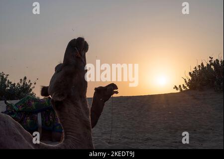 Die Sonne geht am Horizont der Wüste Thar, Rajasthan, Indien, auf. Dromedare, Dromedarkamele, arabische Kamele oder einbuckige Kamele ruhen auf Sanddüne Stockfoto