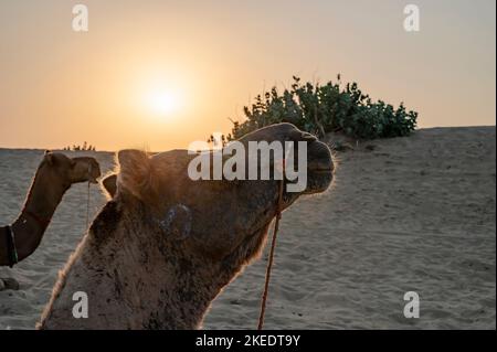 Die Sonne geht am Horizont der Wüste Thar, Rajasthan, Indien, auf. Dromedare, Dromedarkamele, arabische Kamele oder einbuckige Kamele ruhen auf Sanddüne Stockfoto