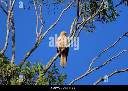 Ein ausgewachsener australischer Pfeifdrachen - Haliastur sphenurus - Vogel hoch oben auf einem Ast im Morgenlicht auf der Suche nach potenzieller Beute Stockfoto