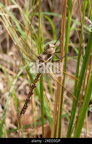 Australische Kaiser-Fliege, Hermianax papuensis Stockfoto