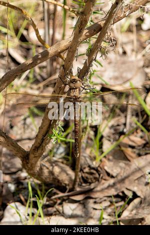 Australische Kaiser-Fliege, Hermianax papuensis Stockfoto