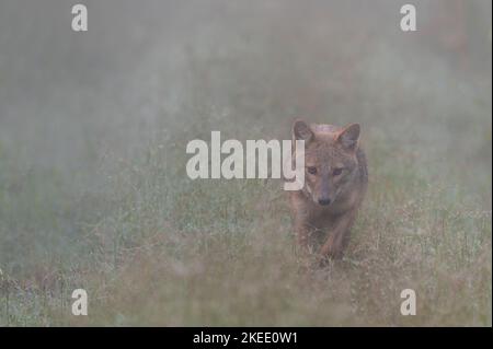 Porträt des Schakals. Der Goldschakal, auch gewöhnlicher Schakal genannt, ist ein wolfähnlicher Canid, der in Südosteuropa, Südwestasien, beheimatet ist Stockfoto