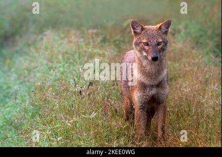 Porträt des Schakals. Der Goldschakal, auch gewöhnlicher Schakal genannt, ist ein wolfähnlicher Canid, der in Südosteuropa, Südwestasien, beheimatet ist Stockfoto