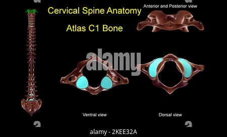 Halswirbelsäule C 1 Atlas Knochenanatomie für medizinisches Konzept 3D Illustration mit anteriorer und posteriorer Ansicht Stockfoto