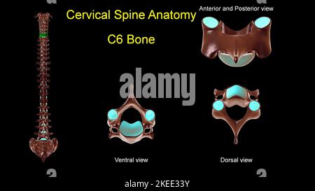 Halswirbelsäule C 6 Knochenanatomie für medizinisches Konzept 3D Illustration mit anteriorer und posteriorer Ansicht Stockfoto