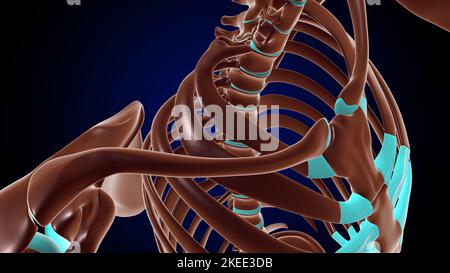 Kostovertebrale und Costotransversale Gelenke Anatomie menschlicher Rippenkäfig für medizinisches Konzept 3D Illustration Stockfoto