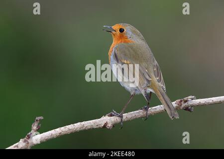 Erwachsene Rotkehlchen singen von Barsch Stockfoto