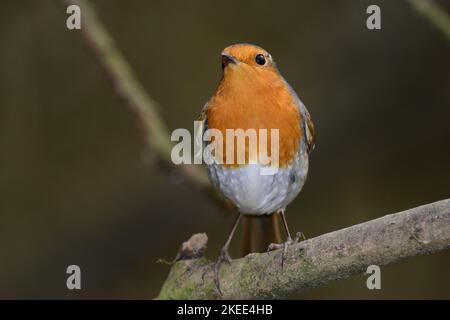 Erwachsene Rotkehlchen thront im Winter in Ruhe Stockfoto