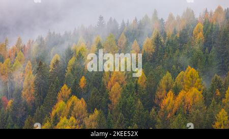 Niedrige Wolken hängen zwischen den Bergen und Wäldern mit den Herbstfarben des Oktober zwischen Cortina d'Ampezzo und San Vito di Cadore in der Provinz Stockfoto