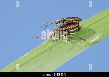 Leuchtend glänzende Schilfkäfer (Donacia) Männchen und Weibchen auf einem Blatt gegen den Himmel Stockfoto