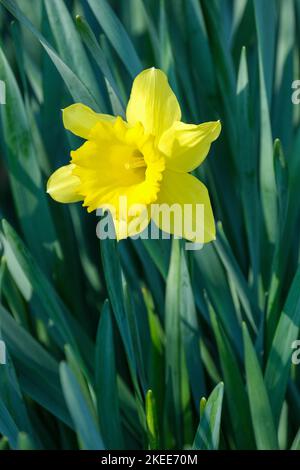 Narcissus 'Dutch Master', Narzissen 'Dutch Master' Stockfoto