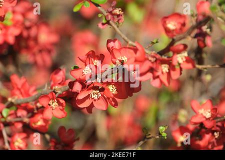 Chaenomeles speciosa, blühende Quitte, chinesische Quitte, japanische Quitte. Rote Blüte Stockfoto