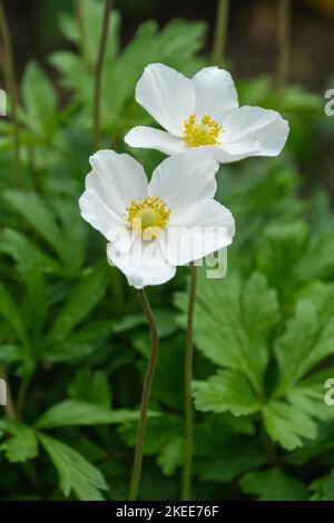 Anemonoides sylvestris, Schneeglötchenanemone, Schneeglötwindblume Stockfoto