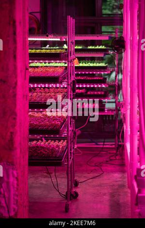 Microgreens wachsen in vertikalen Farm unter UV-UV-Licht für den Anbau. Hydroponik. Stockfoto